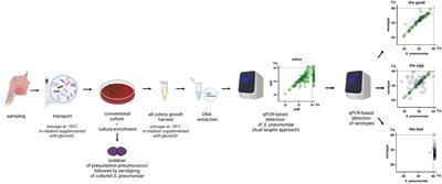 Streptococcus pneumoniae carriage studies in adults: Importance, challenges, and key issues to consider when using quantitative PCR-based approaches